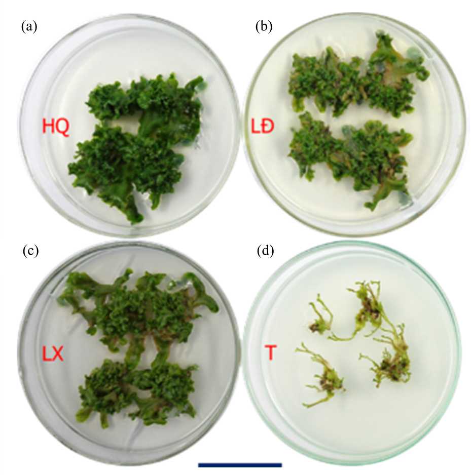 Image for - Improving in vitro Biomass and Evaluating α-glucosidase Inhibition Activity of Liverwort Marchantia polymoprha L.