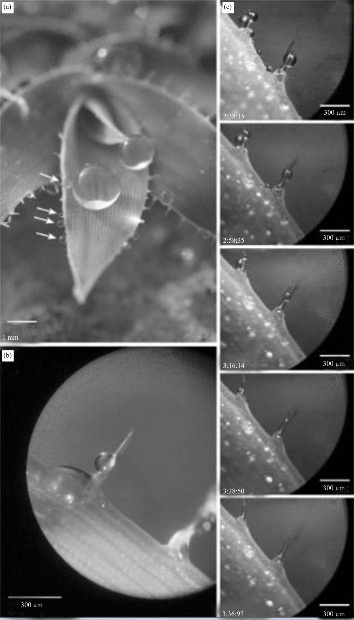 Image for - Ecological Significance of Leaf Surface Micromorphology and Wettability in Tragus berteronianus Schult