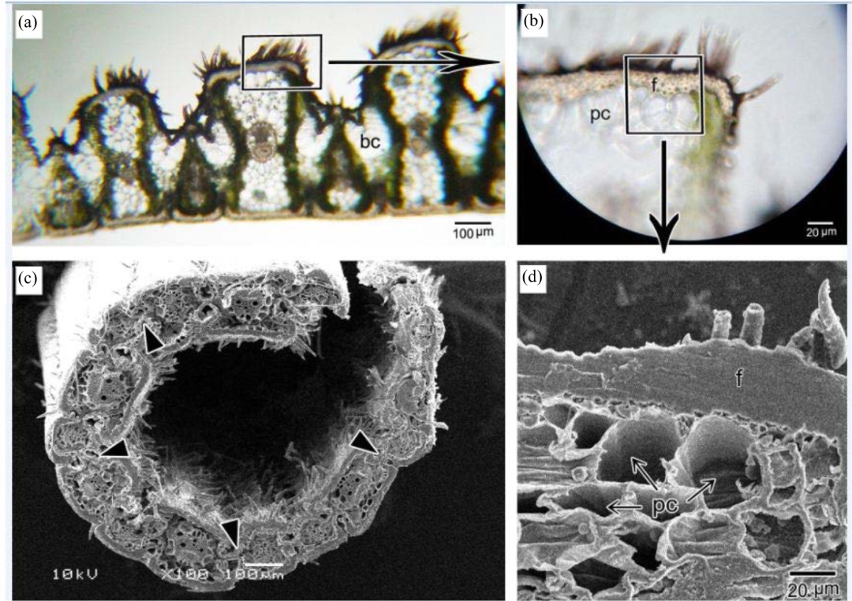 Image for - Ecological Adaptations of Urochondra setulosa (Poaceae) against Drought and Salinity