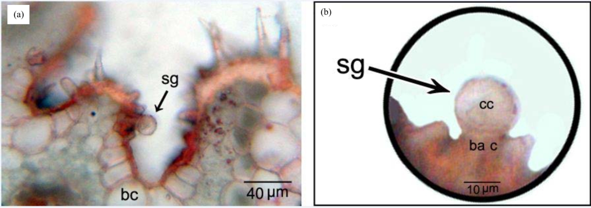 Image for - Ecological Adaptations of Urochondra setulosa (Poaceae) against Drought and Salinity
