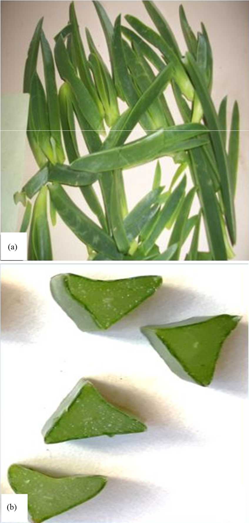Image for - Micro-morphological Information of Carpobrotus edulis (L.) Bolus: A Southern African Herbal Plant