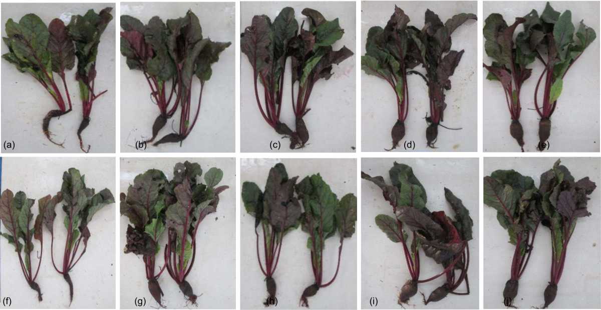 Image for - Effect of Size and Thickness of Mulch on Soil Temperature, Soil Humidity, Growth and Yield of Red Beetroot (Beta vulgaris L.) In Jatikerto Dry Land, Indonesia