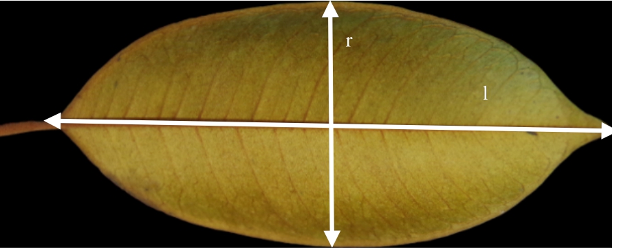 Image for - Morphological Characteristics and Genetic Relations of the Star Apple Varieties (Chrysophyllum cainito L.)