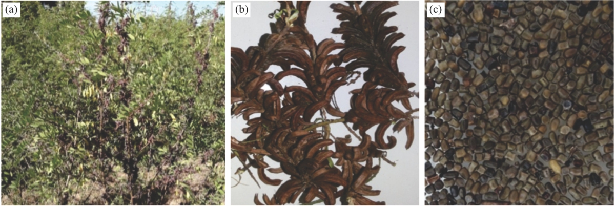 Image for - Effect of Seed Dormancy Breaking Treatment and Storability on Seed Quality of Indigo (Indigofera tinctoria L.)