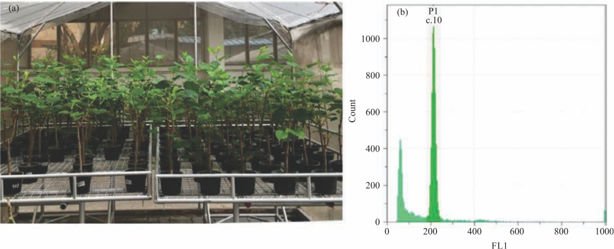 Image for - Effects of Drought Stress on Anthocyanin Accumulation in Mulberry Fruits