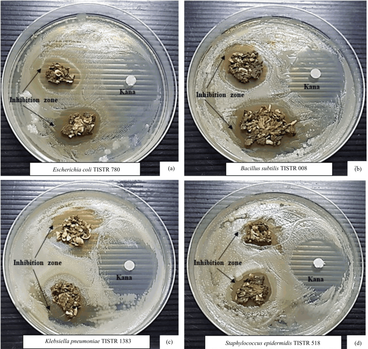 Image for - In vitro Antibacterial Activity of Capparis sepiaria L. Against Human Pathogenic Bacteria