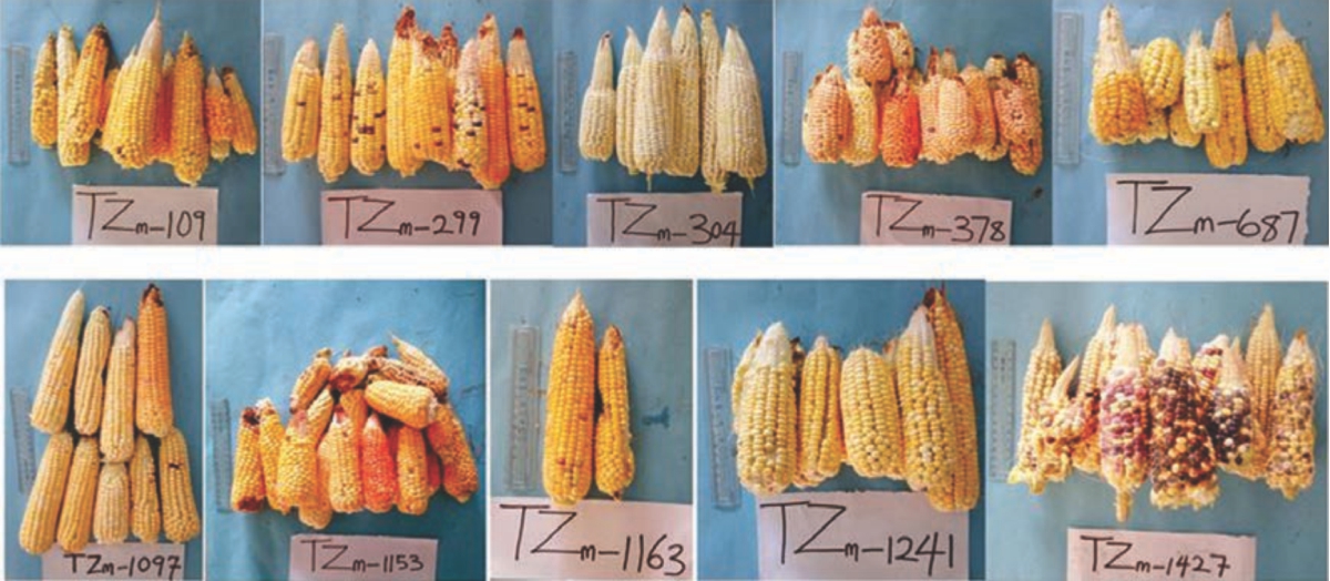 Image for - Growth and Yield Traits Variation of African Maize (Zea mays L.) Accessions in the Humid Tropical Rainforest of South-Eastern Nigeria