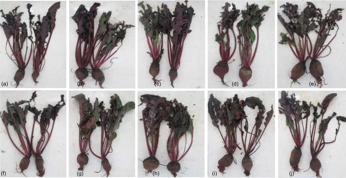 Image for - Effect of Size and Thickness of Mulch on Soil Temperature, Soil Humidity, Growth and Yield of Red Beetroot (Beta vulgaris L.) In Jatikerto Dry Land, Indonesia