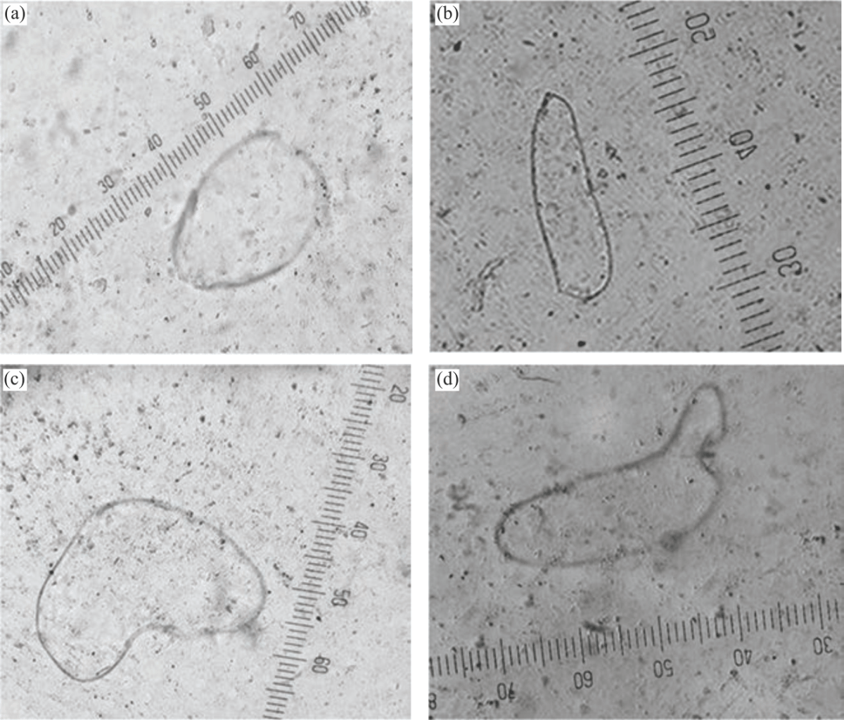 Image for - Phytoconstituents Profile and UPLC-ESI-MS/MS Analysis of Centaurea pumilio L. Callus Culture Following Elicitation