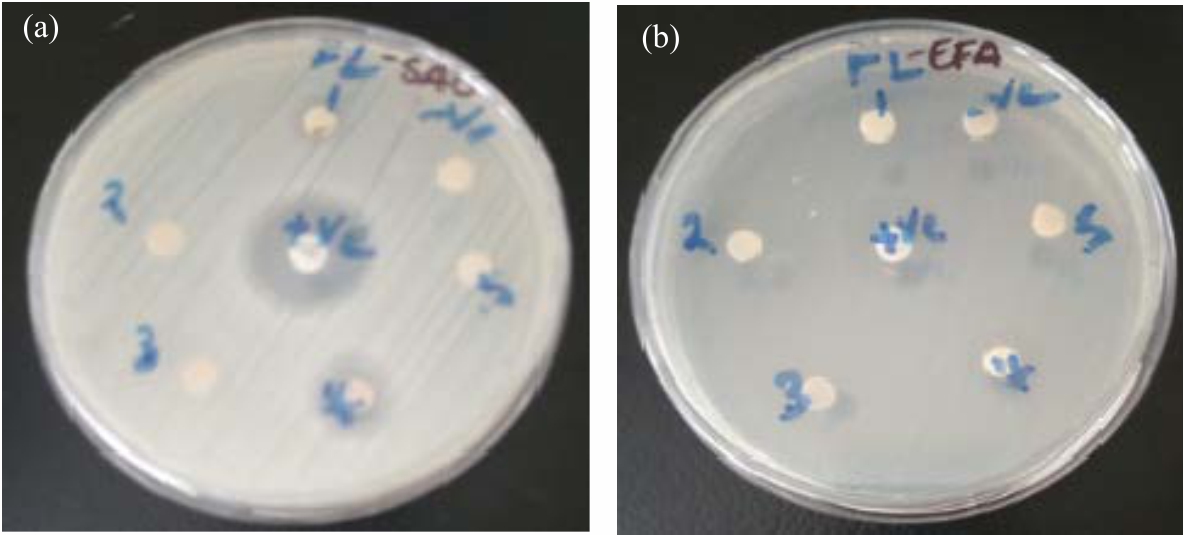 Image for - Antibacterial Activities Investigation of Leucas calostachys Root Extracts