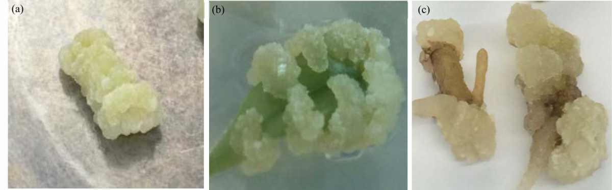 Image for - Establishment of Callus and Cell Suspension of Aquilaria rugosa L.C. Kiet and Keβler in Vietnam