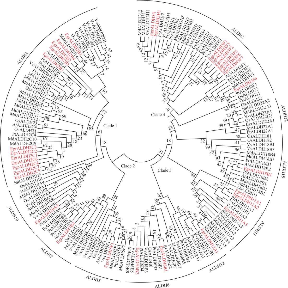 Image for - Genome-wide Analysis of Aldehyde Dehydrogenase (ALDH) Gene Superfamily in Eucalyptus grandis by Using Bioinformatics Methods