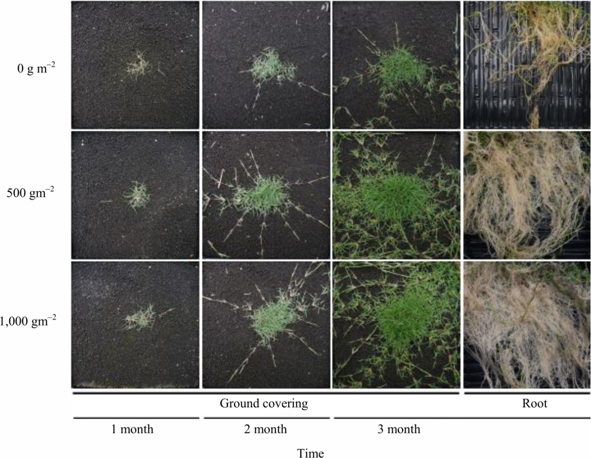 Image for - Effects of Silicate Fertilizer on Growth and Silicic Acid Accumulation in Turfgrass
