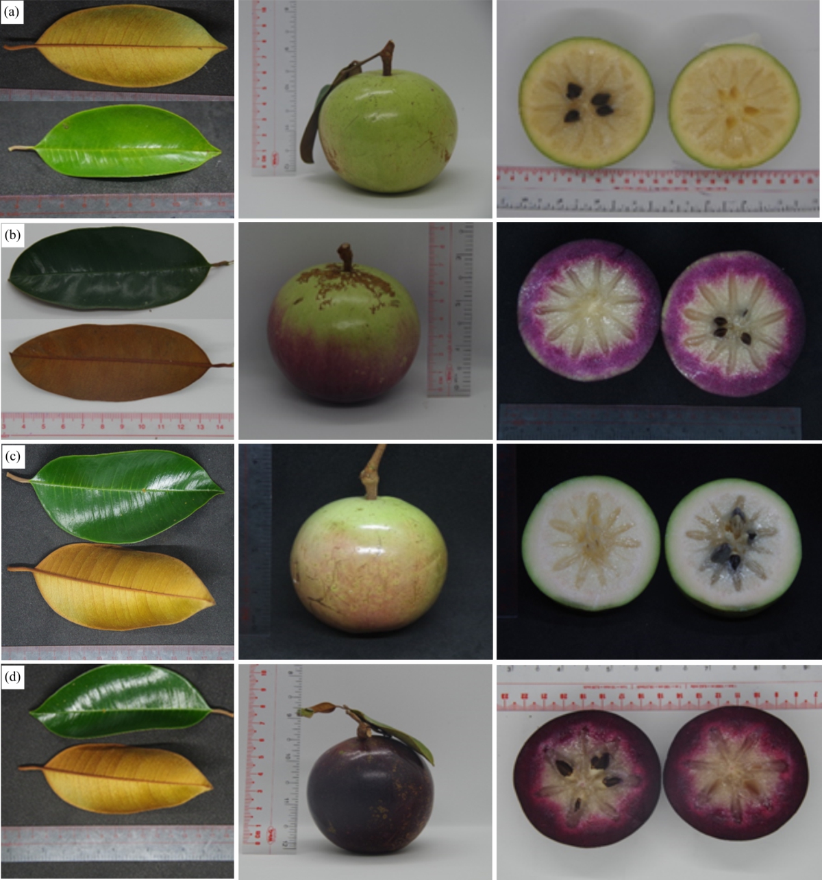 Image for - Morphological Characteristics and Genetic Relations of the Star Apple Varieties (Chrysophyllum cainito L.)