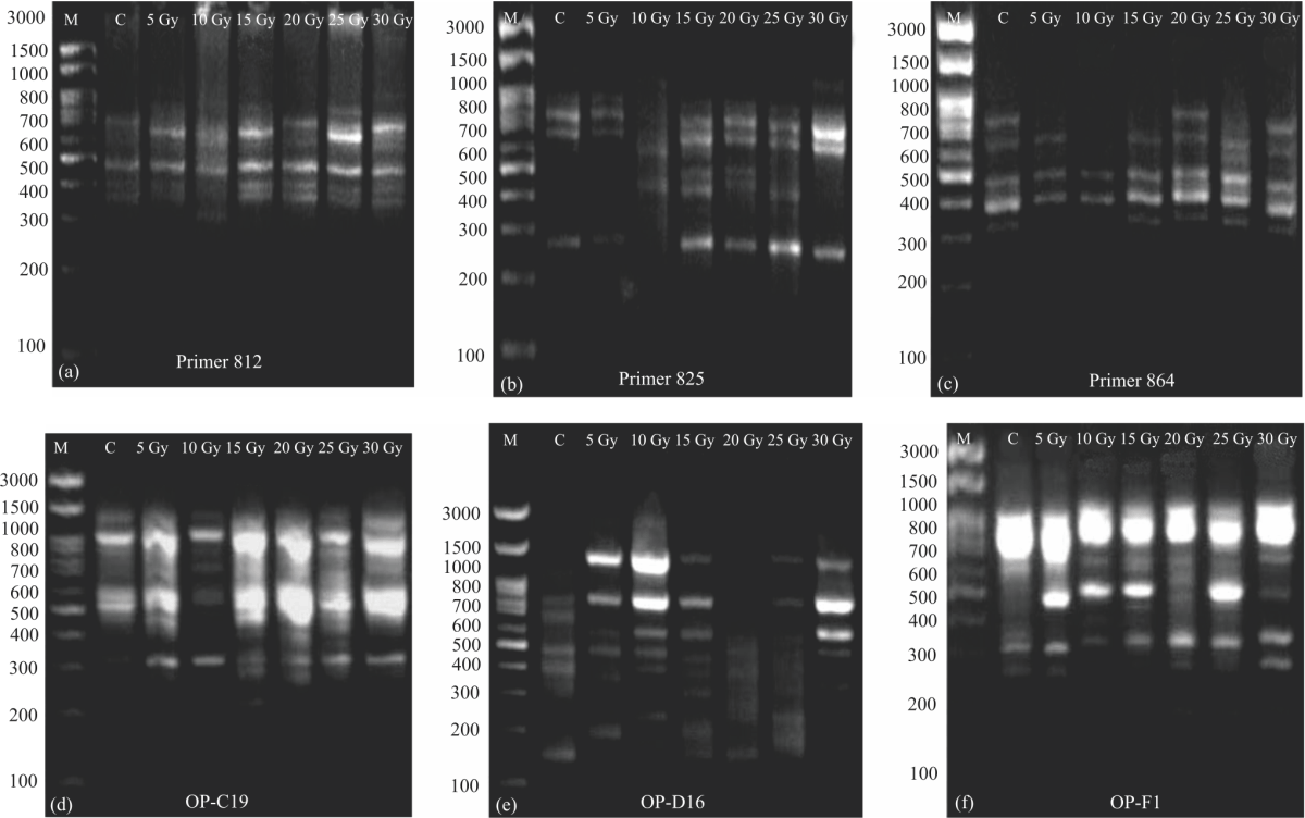 Image for - Morphological and Genetic Variations of Micropropagated Paulownia Hybrid (P. elongata X P. fortunei) Using Gamma Irradiation