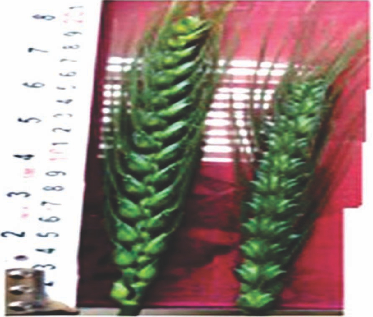 Image for - Induced Mutations in Wheat (Triticum aestivum L.) and Improved Grain Yield by Modifying Spike Length