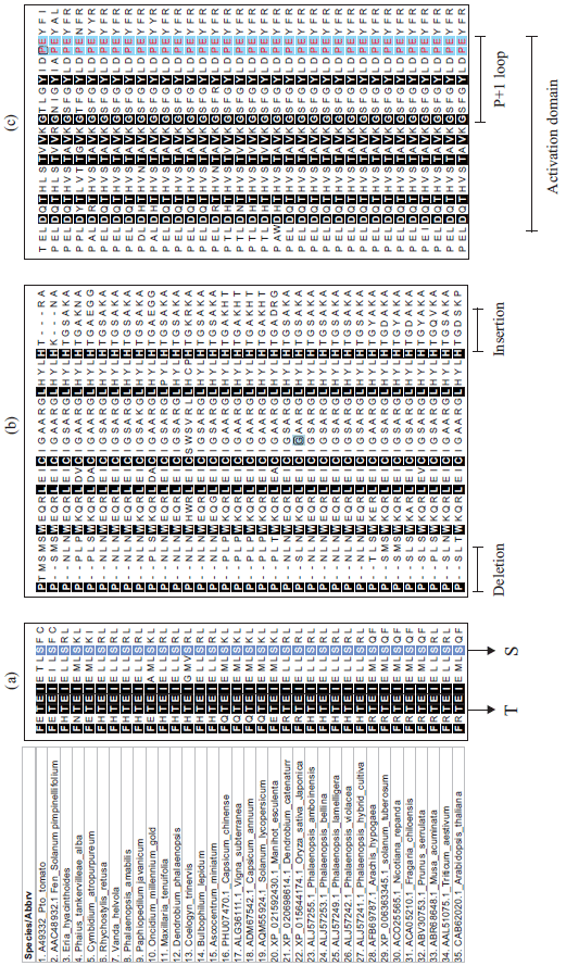 Image for - Characterization of Pto-like Protein Kinase Disease Resistance Genes in Orchid