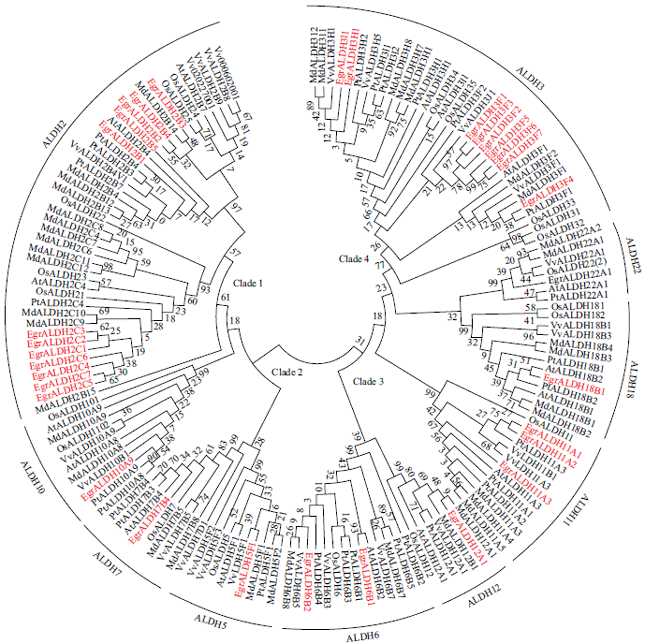 Image for - Genome-wide Analysis of Aldehyde Dehydrogenase (ALDH) Gene Superfamily in Eucalyptus grandis by Using Bioinformatics Methods