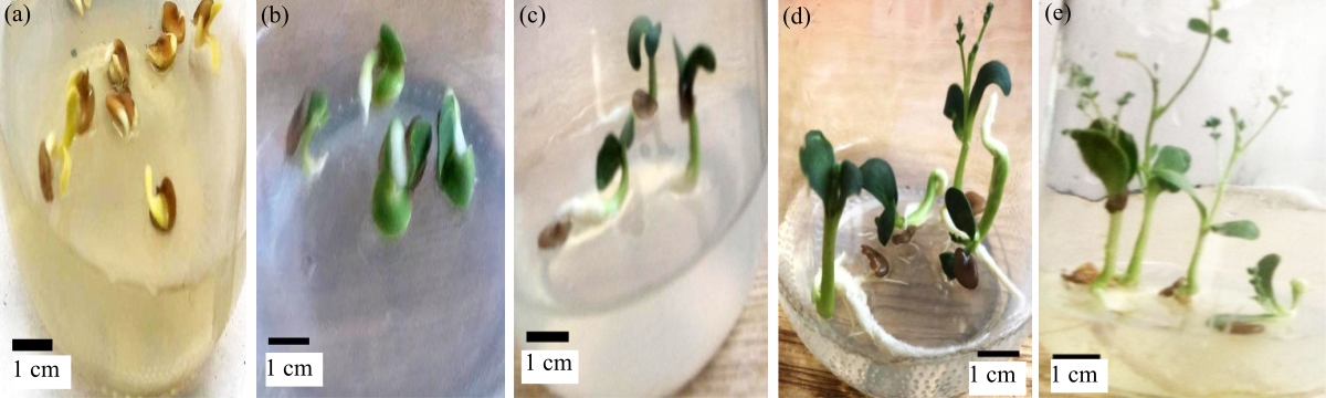 Image for - In vitro Micropropagation, Biological Activities and Phenolic Profile of Astragalus fruticosus Forssk