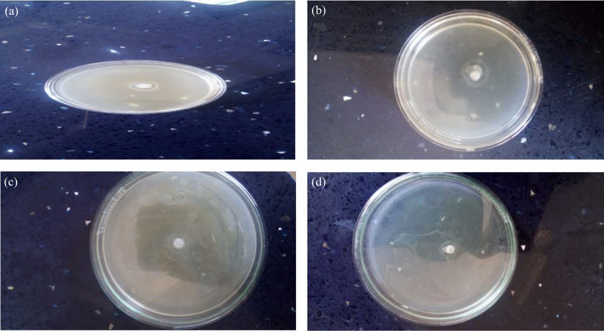 Image for - Screening and Evaluation of Secondary Metabolites and Antimicrobial Activity of Saline and Non-Saline Aloe barbadensis Miller Plant