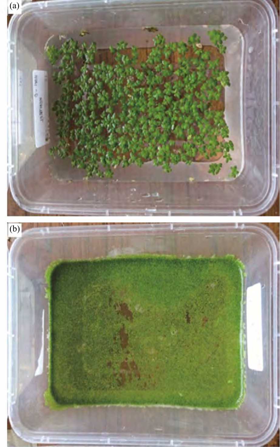 Image for - Protein and Lipid Composition of Duckweeds (Landoltia punctata and Wolffia arrhiza) Grown in a Controlled Cultivation System