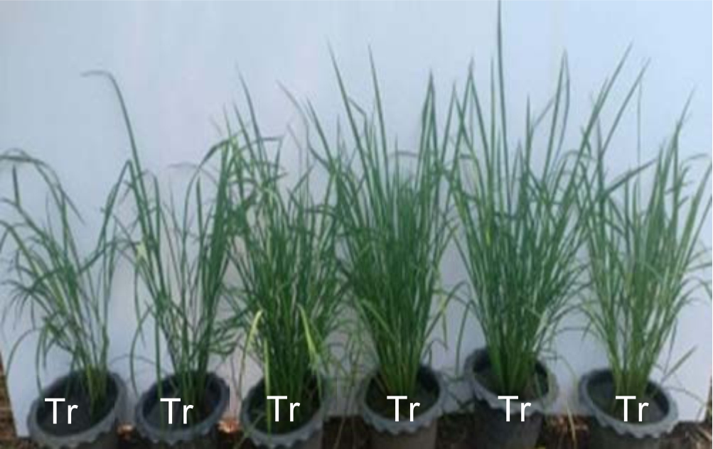 Image for - Pantoea spp. Application to Increase the Growth and Yield of Rice ‘Pathum Thani 1’