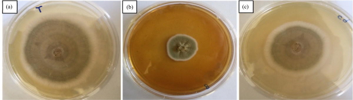 Image for - Antioxidant and Antifungal Activity of Some Moroccan Seaweeds Against Three Postharvest Fungal Pathogens