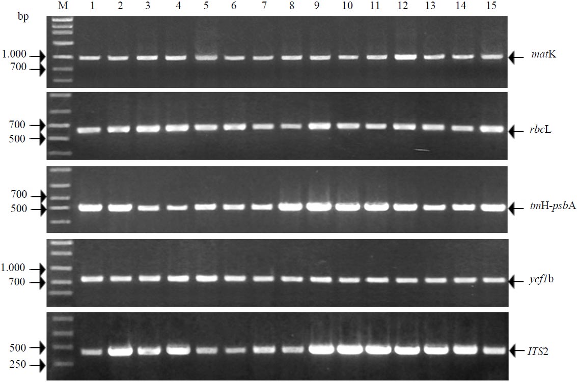 Image for - DNA Barcode Identification of New Yellow Camellia Species: Endangered Plant Species in North Vietnam