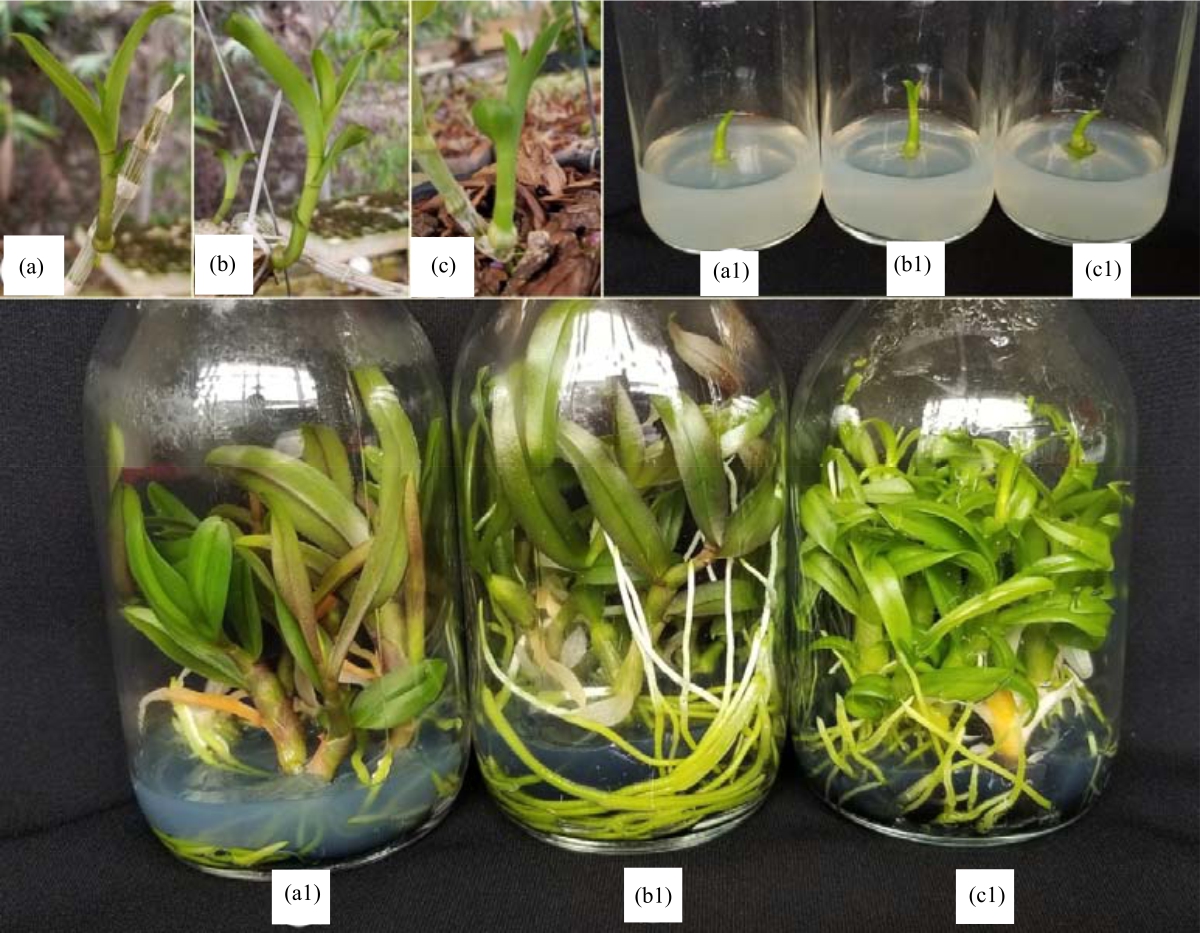 Image for - Diversity in Morphology and Growth Characteristics of Dendrobium anosmum Variations in Lam Dong, Vietnam