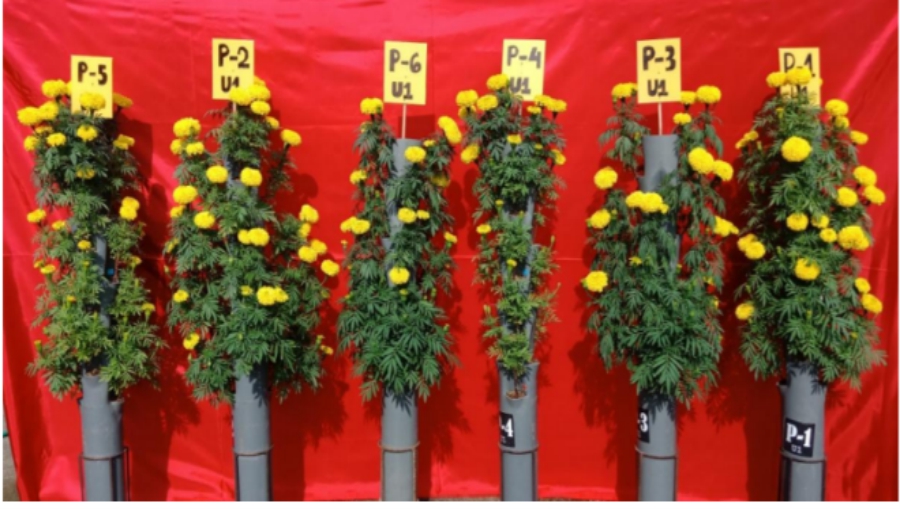 Image for - Effect of Vermicompost and NPK Application Techniques on Marigold Growth and Flowering on Vertical Pipes