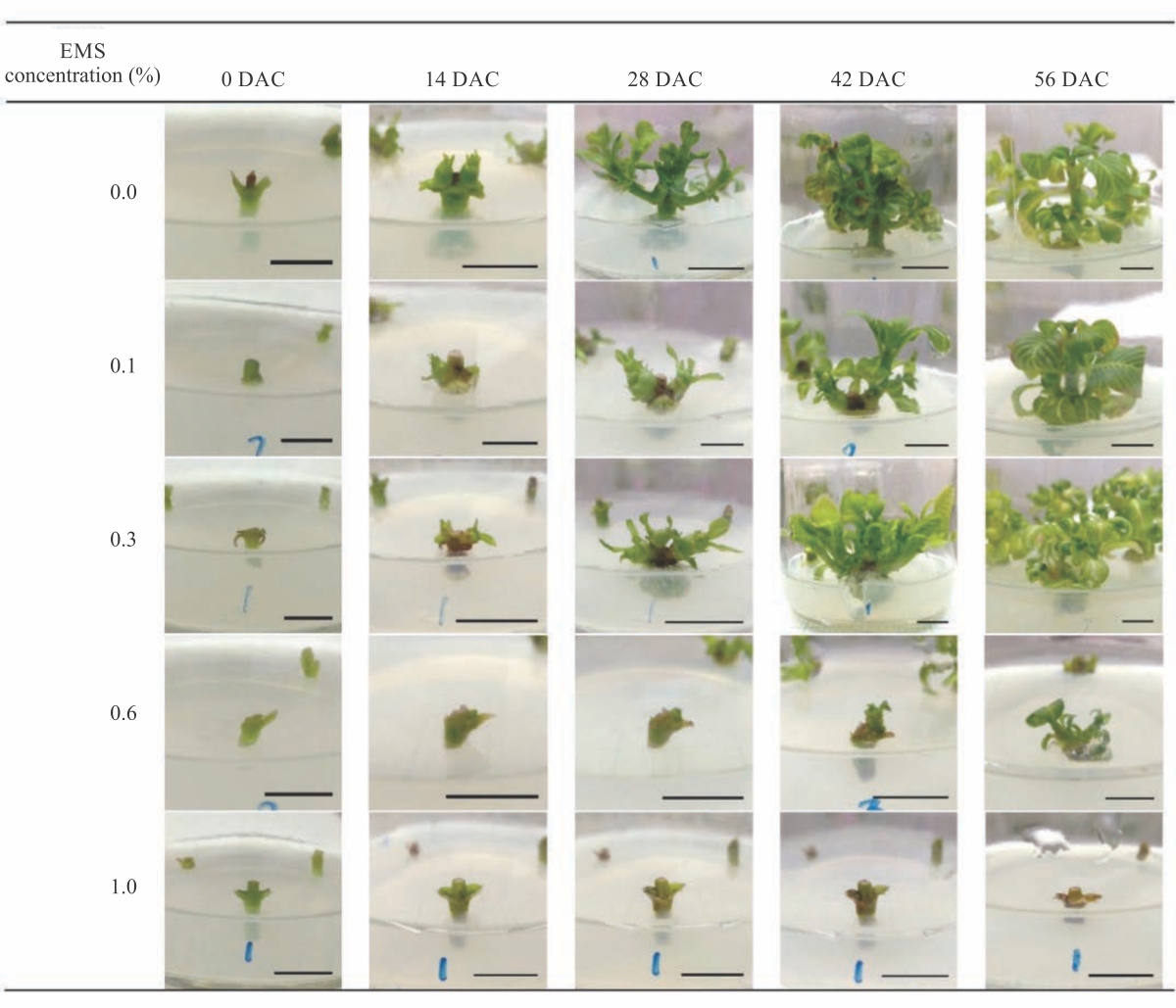 Image for - Mutagenic Effects of Ethyl Methanesulfonate on Morphological and Growth Characteristics of Neolamarckia cadamba Plantlets