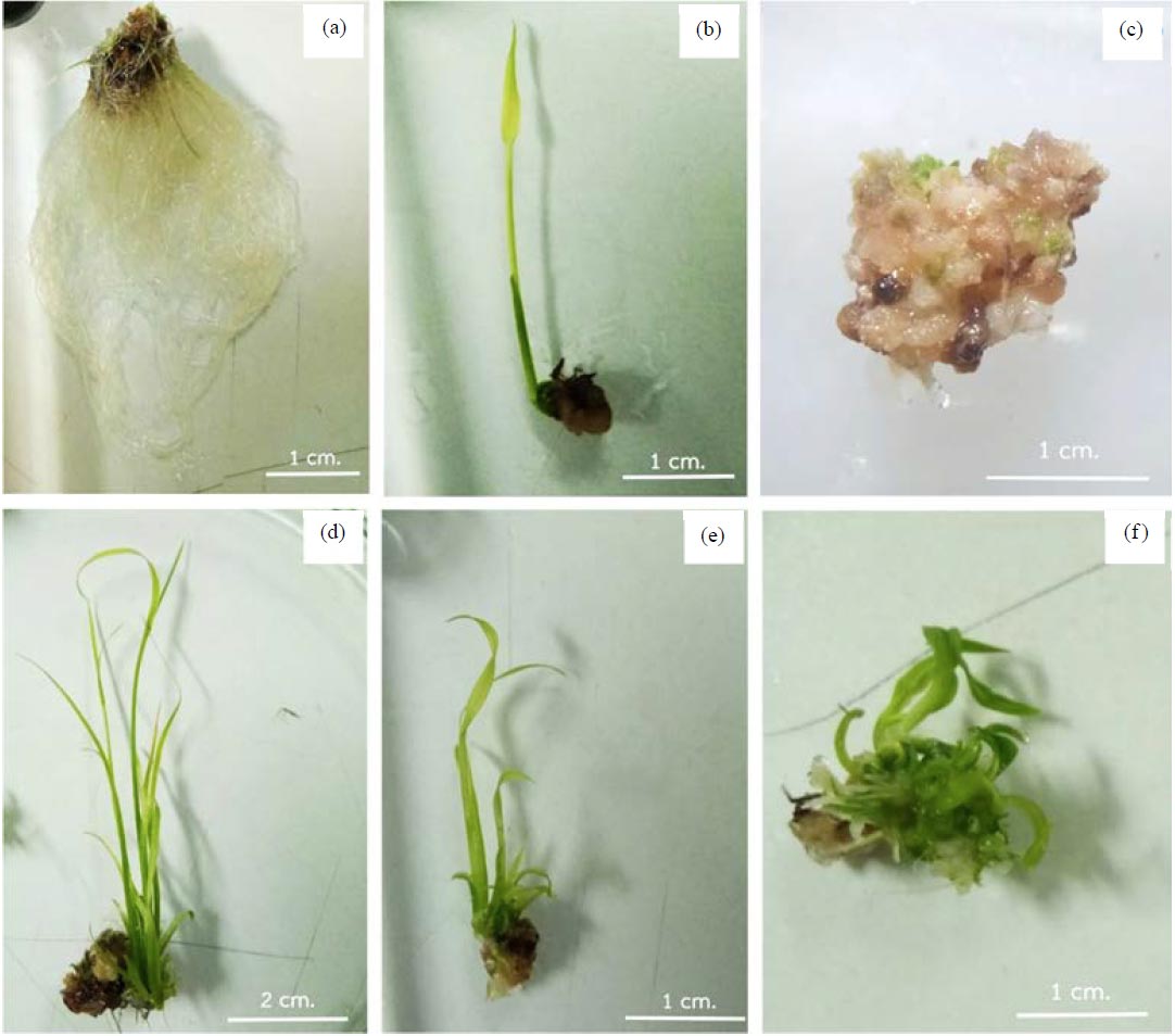 Image for - Optimization of Rice (Oryza sativa L.) ‘Tubtim Chumphae', for Callus Induction, Proliferation and Plantlet Regeneration