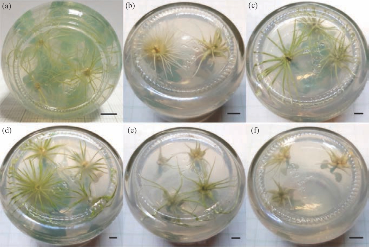 Image for - Mutagenic Effects of Ethyl Methanesulfonate on Morphological and Growth Characteristics of Neolamarckia cadamba Plantlets