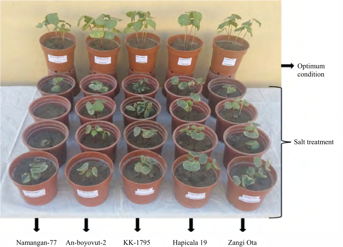 Image for - Morpho-Biological Traits of Upland Cotton at the Germination Stage under Optimal and Salinity Soil Conditions