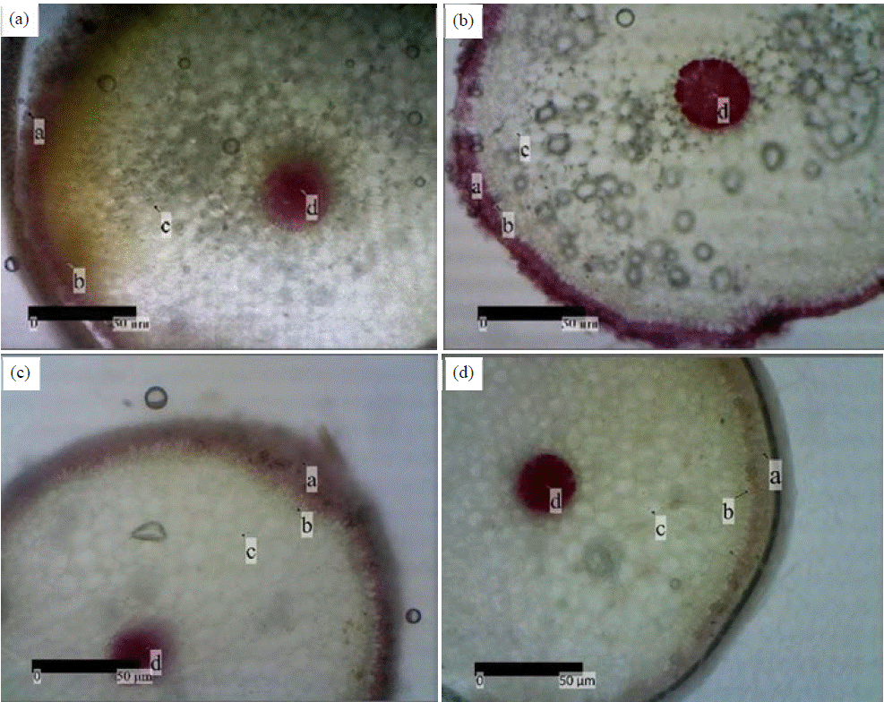 Image for - Study of Orchid Resistance Induction Using Rhizoctonia Against ORSV Infection Based on Anatomical Characters of Roots and Leaves