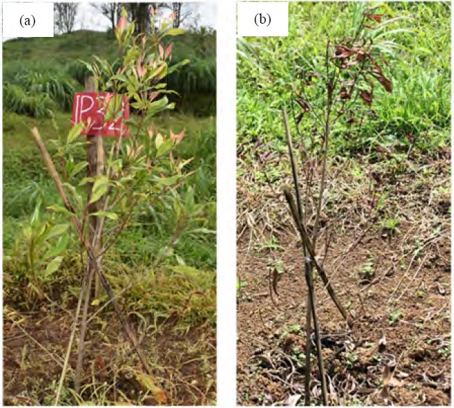 Image for - Characteristics of Soil Transmission of Ralstonia syzygii subsp. syzygii, the Cause of Sumatra Disease of Clove in Indonesia