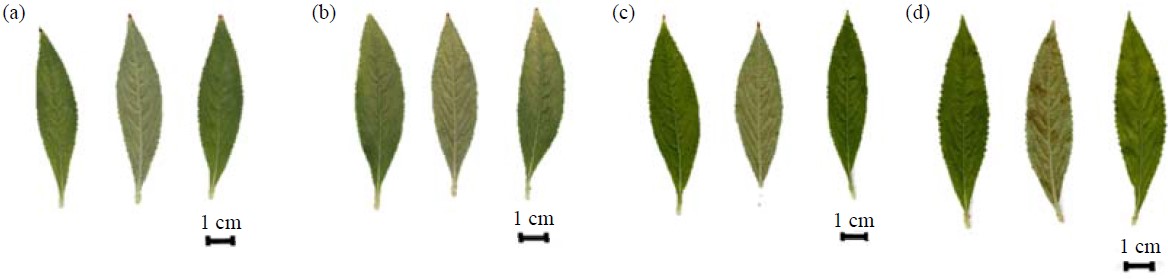 Image for - Effect of Ethyl Methane Sulfonate on the Mutants Inducement in Balsam Plants (Impatiens balsamina Linn.)
