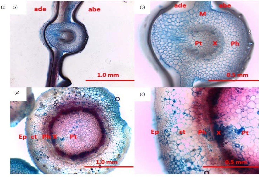 Image for - Validating the Efficacy of an Established Micropropagation Protocol for Commercial Propagation of Neolamarckia cadamba