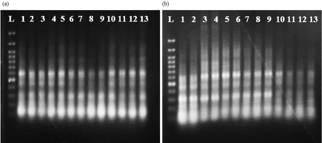 Image for - Validating the Efficacy of an Established Micropropagation Protocol for Commercial Propagation of Neolamarckia cadamba