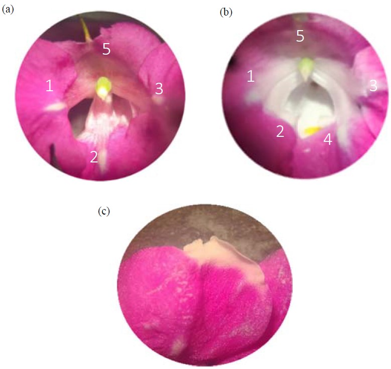 Image for - Effect of Ethyl Methane Sulfonate on the Mutants Inducement in Balsam Plants (Impatiens balsamina Linn.)