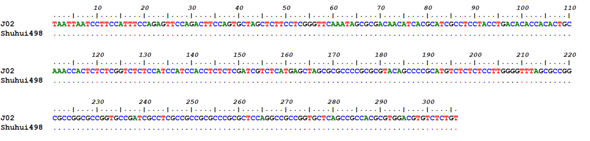 Image for - Designing CRISPR/Cas9 System Targeting OsERF922 Gene of J02 Rice Variety