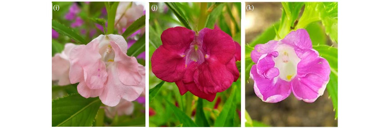 Image for - Effect of Ethyl Methane Sulfonate on the Mutants Inducement in Balsam Plants (Impatiens balsamina Linn.)