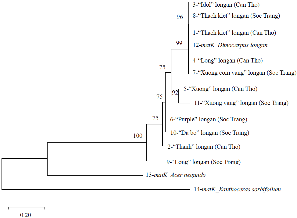 Image for - Genetic Diversity in the matK Gene of Dimocarpus longan Varieties in the Mekong Delta