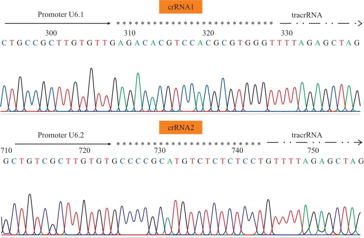 Image for - Designing CRISPR/Cas9 System Targeting OsERF922 Gene of J02 Rice Variety