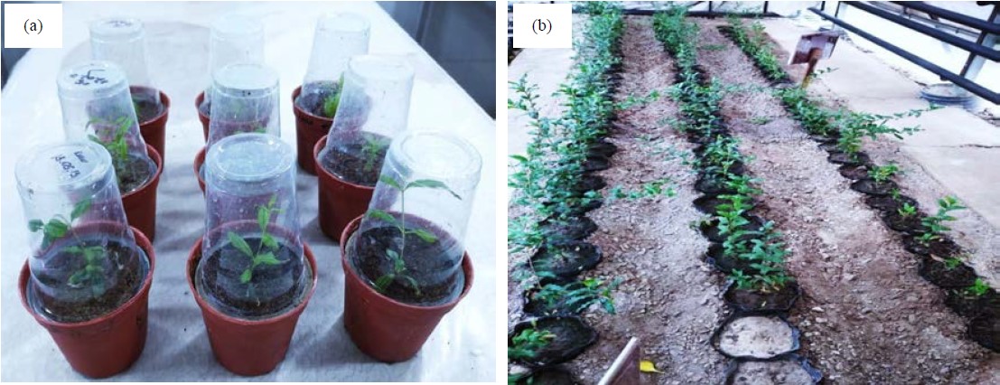 Image for - Optimization of Development of Pomegranate (Punica granatum L.) Varieties from Microclonal Propagation
