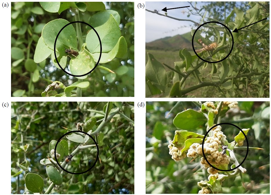 Image for - Pollination and Phenological Study of Balanites aegyptiaca (L.) Del. in the Sudano-Sahelian Zone (Far North, Cameroon)