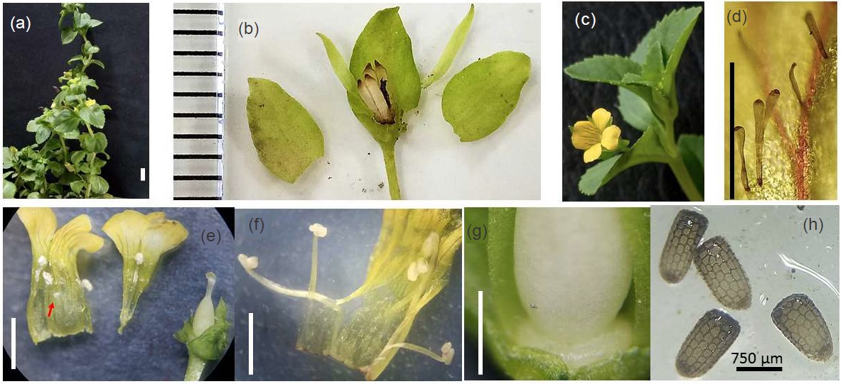 Image for - Exploring the Distribution of Mecardonia procumbens (Miller) Small in Select Regions of Hanoi Region, Vietnam