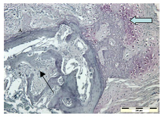 Image for - Collagenase and Sodium Iodoacetate-Induced Experimental Osteoarthritis Model in Sprague Dawley Rats