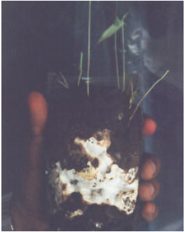 Image for - Mass Multiplication of Ectomycorrhizal Cantharellus Inoculum for Large Scale Tailoring Nursery Inoculations of Bamboo Seedlings