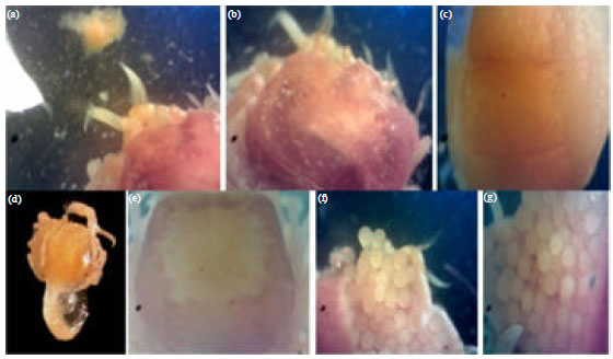 Image for - Assemblages of Two Gall Crabs within Coral Species Northern Red Sea, Egypt